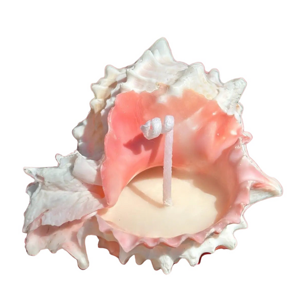Pink Murex Shell Candle