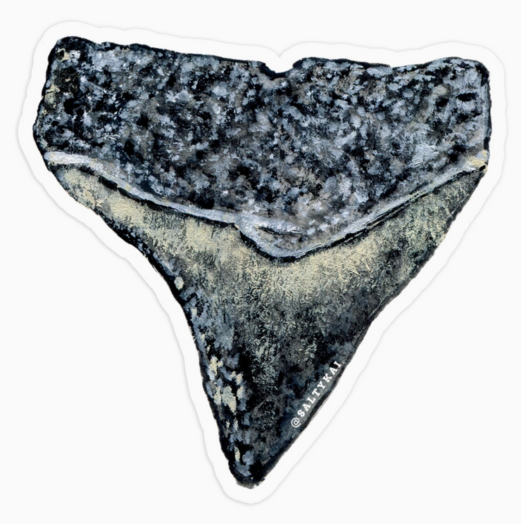 Shark Tooth Sticker
