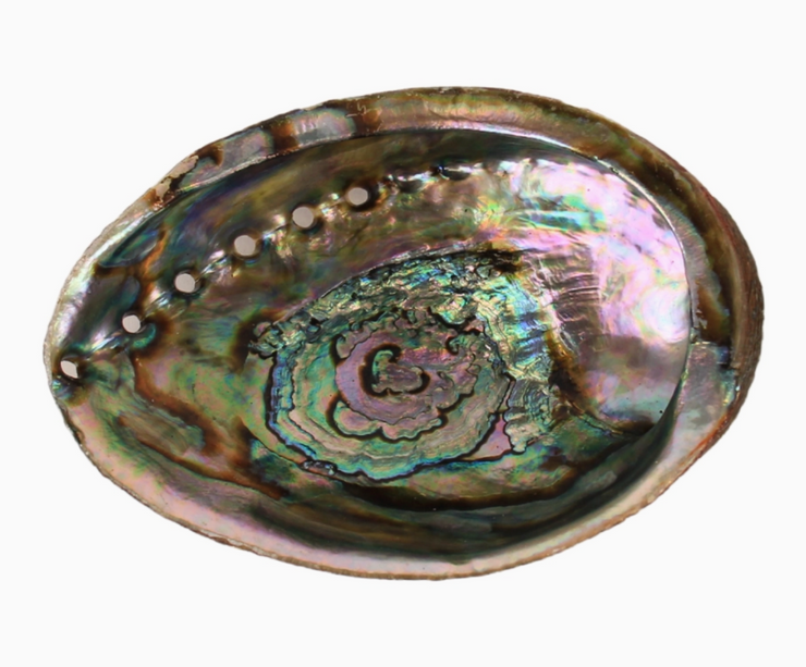 Abalone Shells